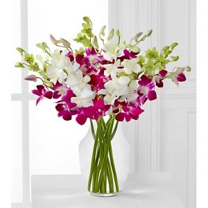 Delightful Dendrobium Orchids