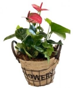 Anthurium Flower Basket
