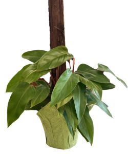 Philodendron Cordatum