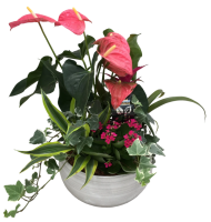 Large Anthurium Planter