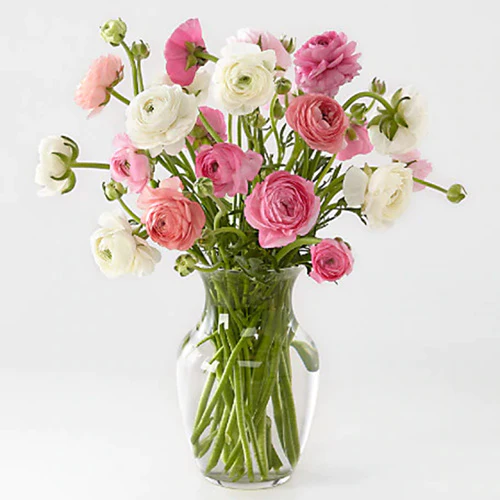 Sweet Ranunculus 