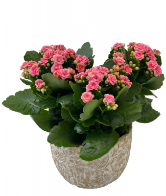 Blooming Pink Calandiva