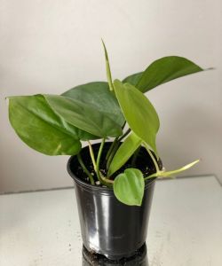 Philodendron 