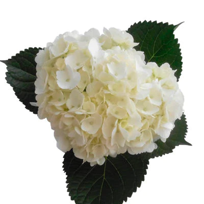 Bulk White Hydrangea $6.50
