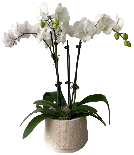 Serenity Orchids