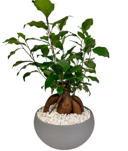 Bonsai Plant