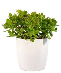 Jade Plant